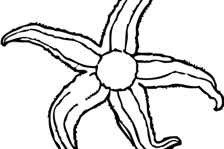 Images Of Starfish Full Hd Maps Locations - Images Of Starfish Full Hd Maps Locations (450x300)