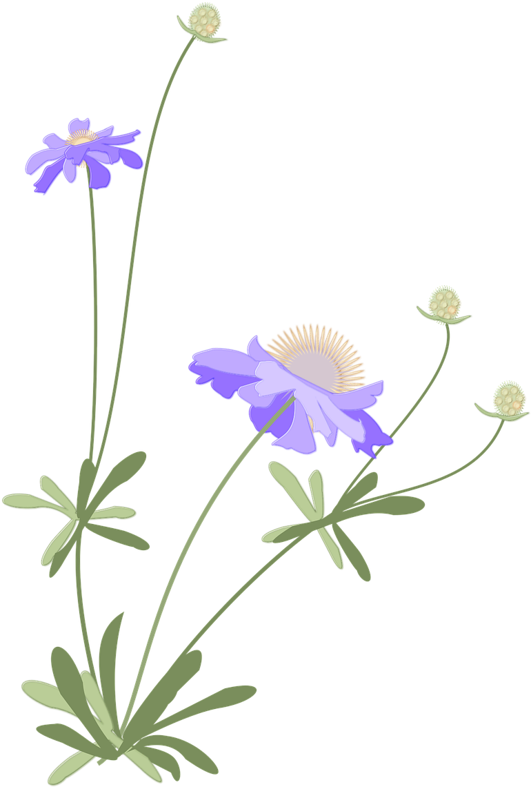 Scabiosa,japanese Style,autumn,flower,free Pictures, - Scabiosa,japanese Style,autumn,flower,free Pictures, (950x1280)