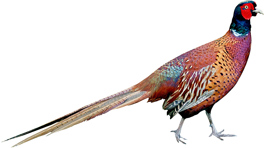 Big Cottonwood Ranch Pheasant - Big Cottonwood Ranch Pheasant (900x620)