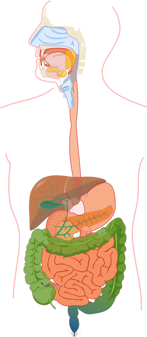The Human Digestive System - The Human Digestive System (299x700)