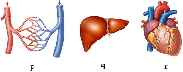 This Image Shows Human Body Organs - This Image Shows Human Body Organs (642x255)