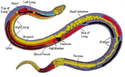 Milk Snake Comparisons Between Humans - Milk Snake Comparisons Between Humans (480x558)