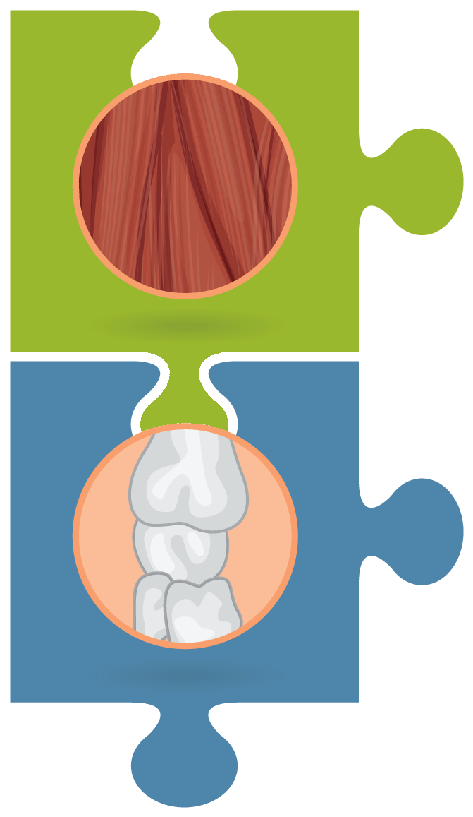 Muscles Clipart Musculoskeletal System - Muscles Clipart Musculoskeletal System (780x1250)