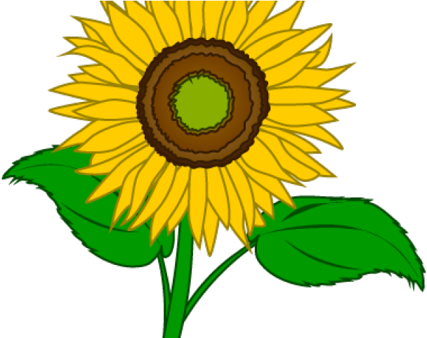 Sun Flower Clipart - Sun Flower Clipart (640x480)