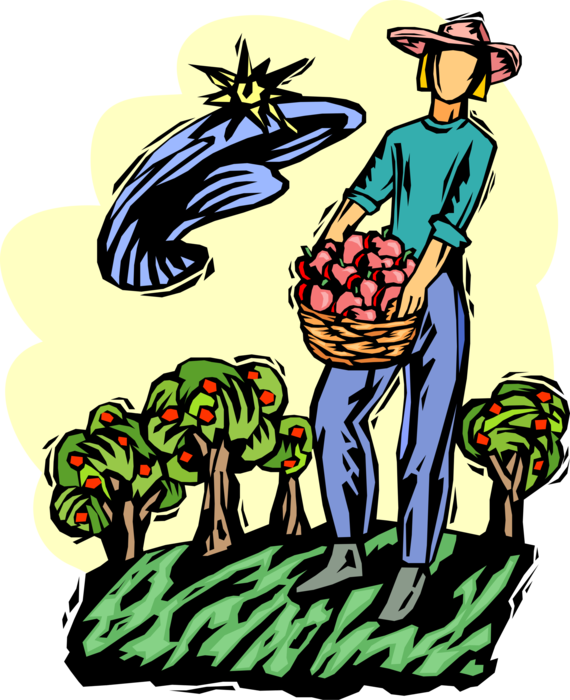 Apple Orchard Worker Vector - Apple Orchard Worker Vector (570x700)