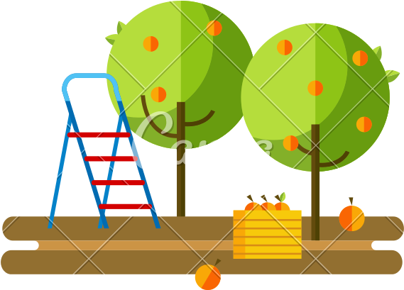Apple Orchard And Harvest Fruit - Apple Orchard And Harvest Fruit (800x800)