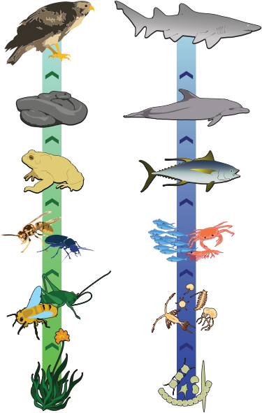 Here's An Idea For Creating A Food Chain On A Ribbon - Here's An Idea For Creating A Food Chain On A Ribbon (395x600)