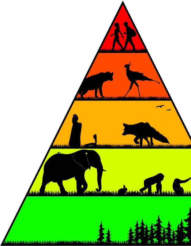 Food Chains In The Wild For Worldbuilding Magazine - Food Chains In The Wild For Worldbuilding Magazine (896x912)