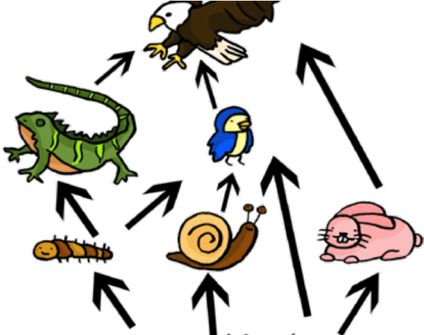 Hawk Clipart Tertiary Consumer - Hawk Clipart Tertiary Consumer (640x480)