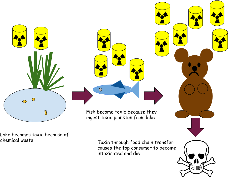 Bio-magnification In A Pond Ecosystem - Bio-magnification In A Pond Ecosystem (1024x768)