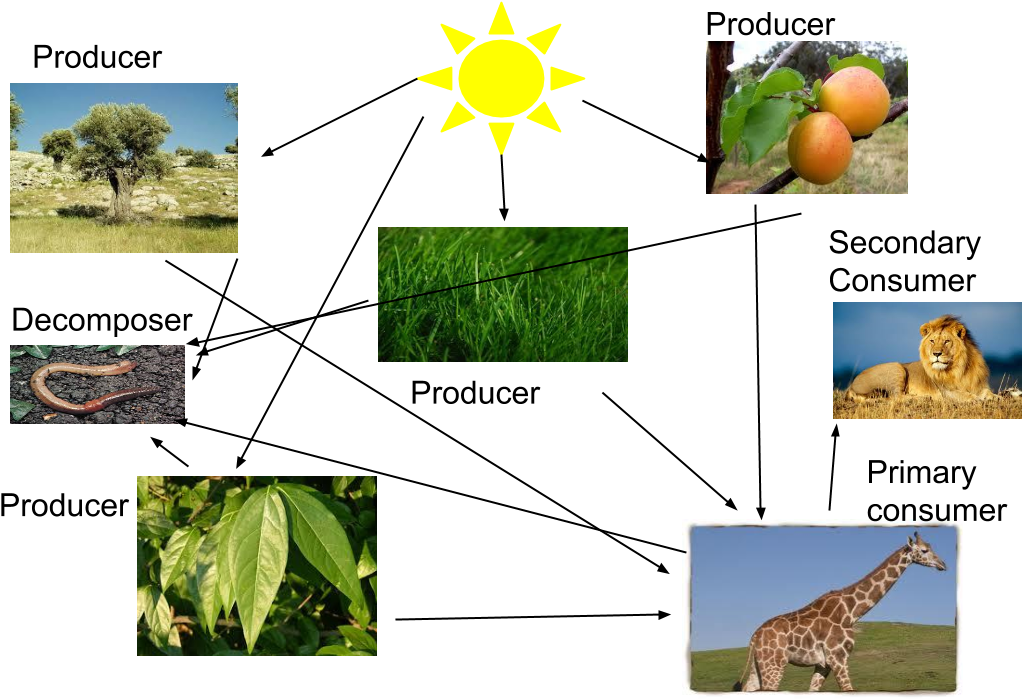 Producers Food Web In - Producers Food Web In (1069x716)