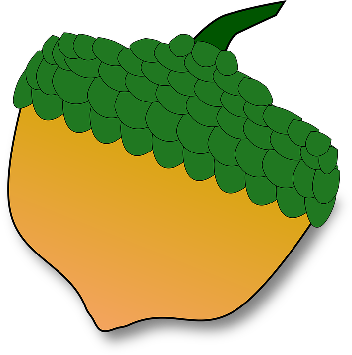 Acorn Oak Seed - Acorn Oak Seed (778x720)