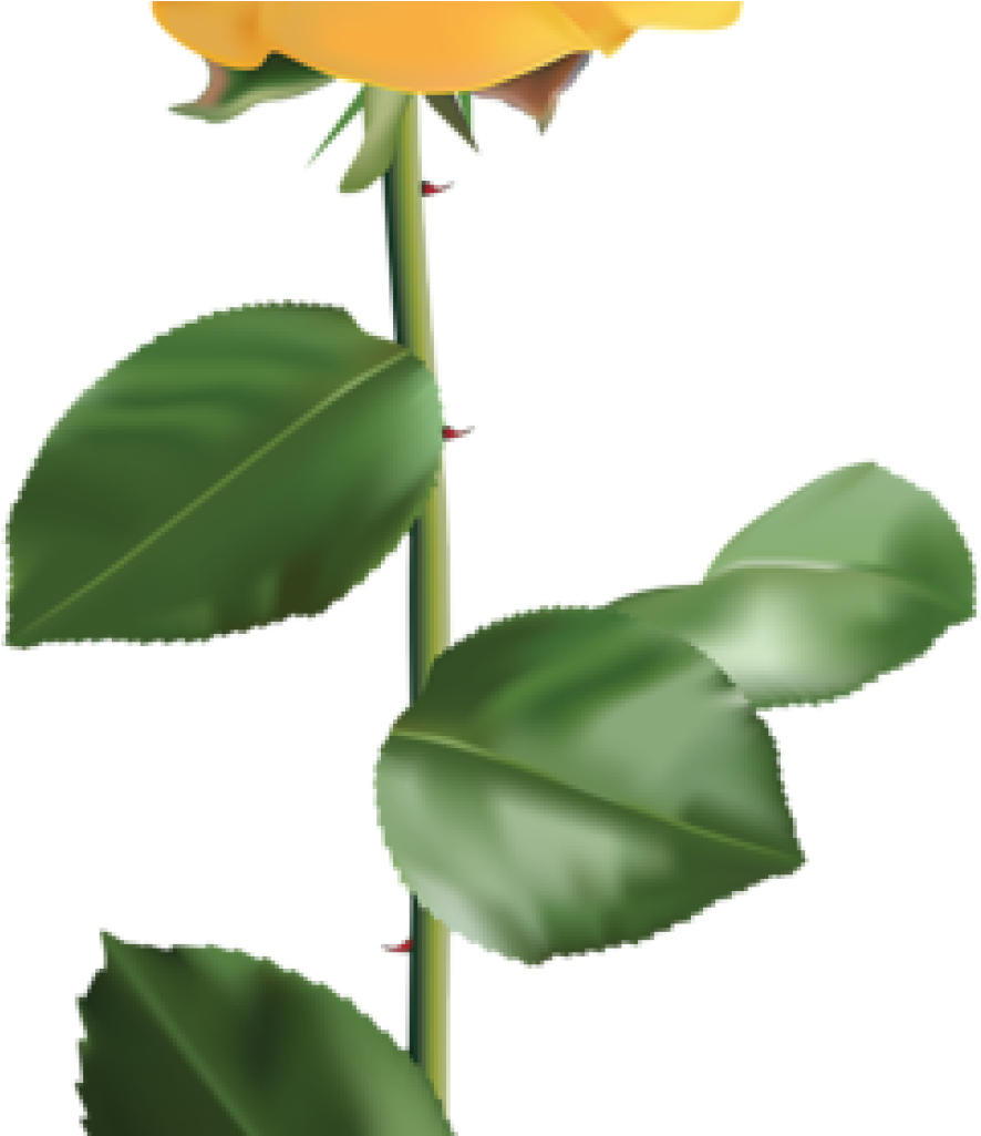 Yellow Rose Clipart Vintage Yellow Rose Encode Clipart - Yellow Rose Clipart Vintage Yellow Rose Encode Clipart (1024x1024)