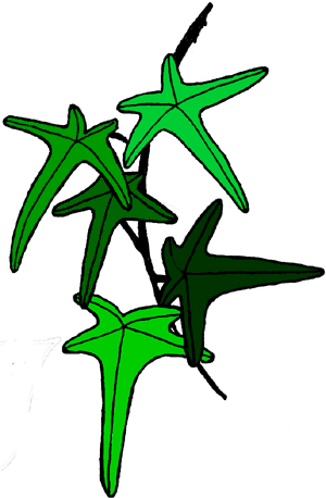 Ivy Vine Clip Art - Ivy Vine Clip Art (300x458)