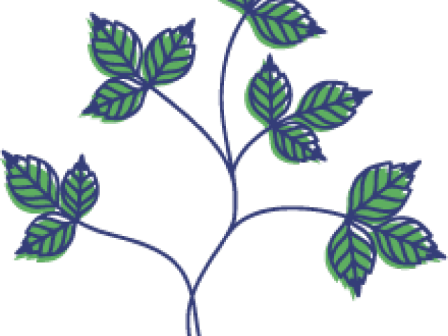 Drawn Vine Poison Ivy Vine - Drawn Vine Poison Ivy Vine (640x480)