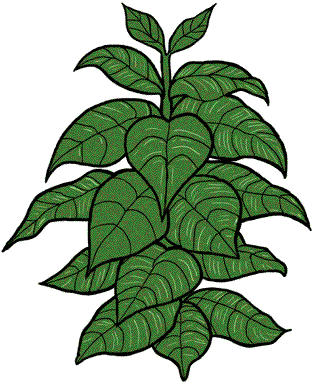 Pictures Of A Tobacco Plant - Pictures Of A Tobacco Plant (400x400)