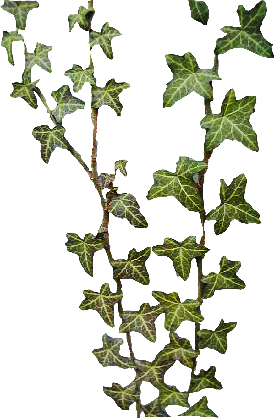 File Efeu Freisteller Png Wikimedia Commons Ivy Leaf - File Efeu Freisteller Png Wikimedia Commons Ivy Leaf (1000x1333)