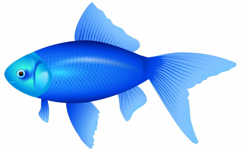 Sensational Picture Of A Fish Blue Png Clipart Image - Sensational Picture Of A Fish Blue Png Clipart Image (1024x645)