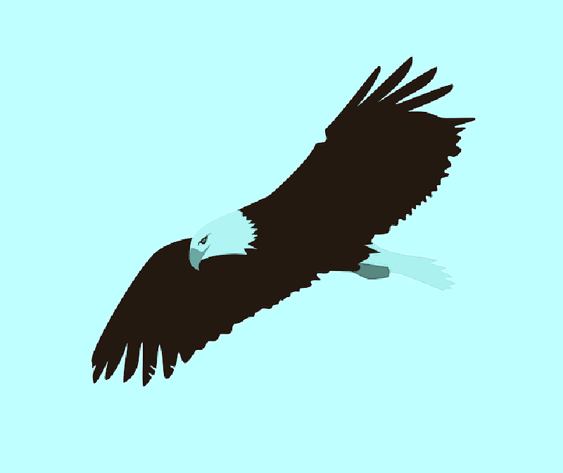 Flying Drawing At Getdrawings Com Free For - Flying Drawing At Getdrawings Com Free For (800x672)