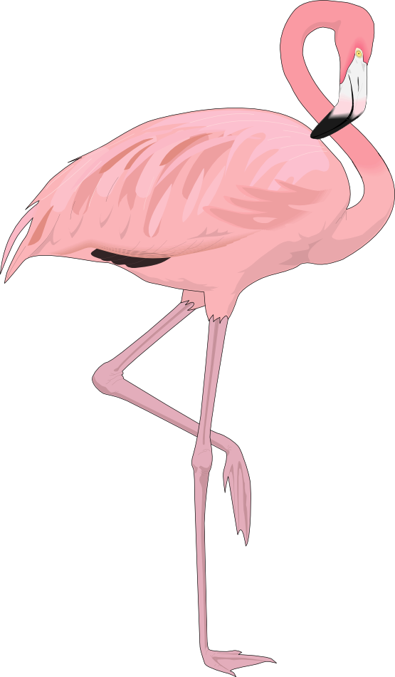 Pink Flamingo Free Cliparts And Others Art Inspiration - Beautiful Flamingo Throw Blanket (555x950)