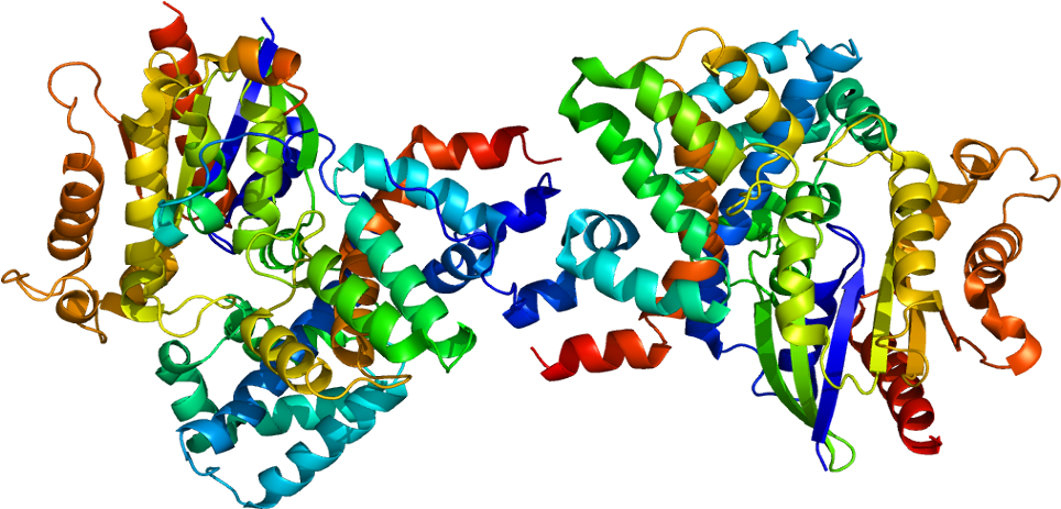 Gnu Clipart Gnat Clipart - Tk1 Protein Structure (1013x512)