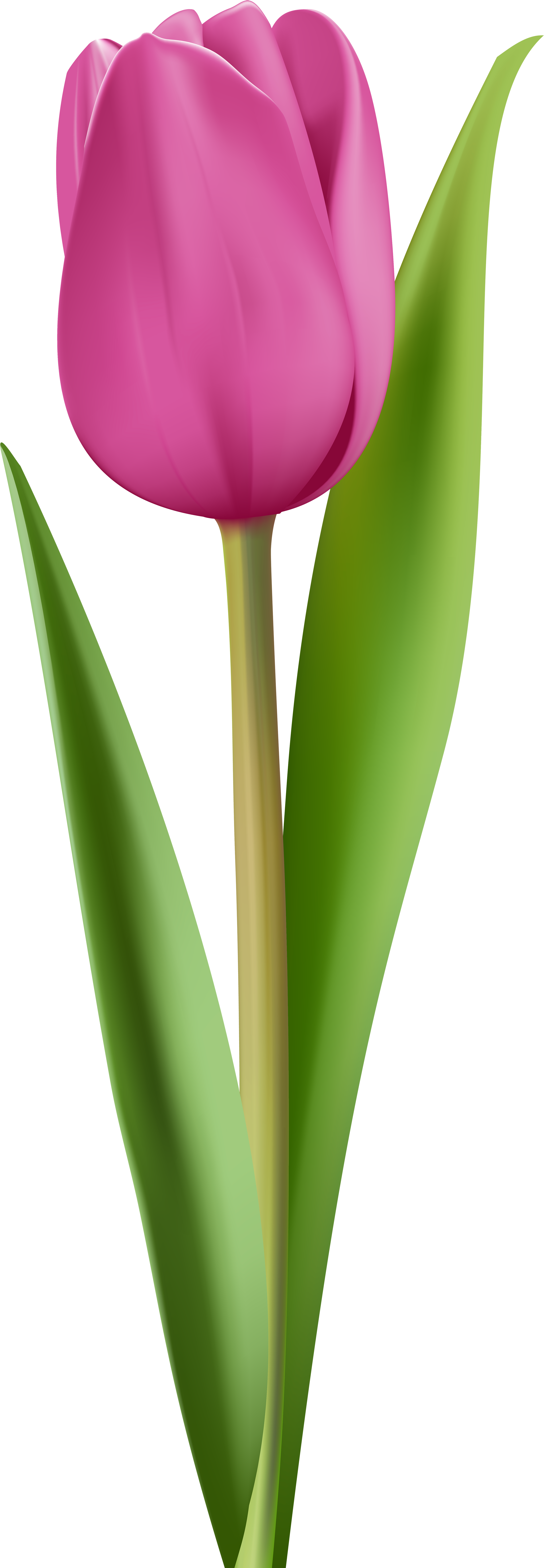 Pink Tulip Clip Art Image - Hot Pink Tulips Png (2906x8000)