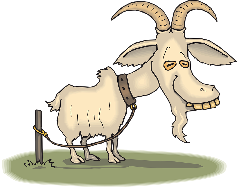 The Harvest Of Old Age Is The Recollection And Abundance - Happy Birthday Old Goat (903x720)
