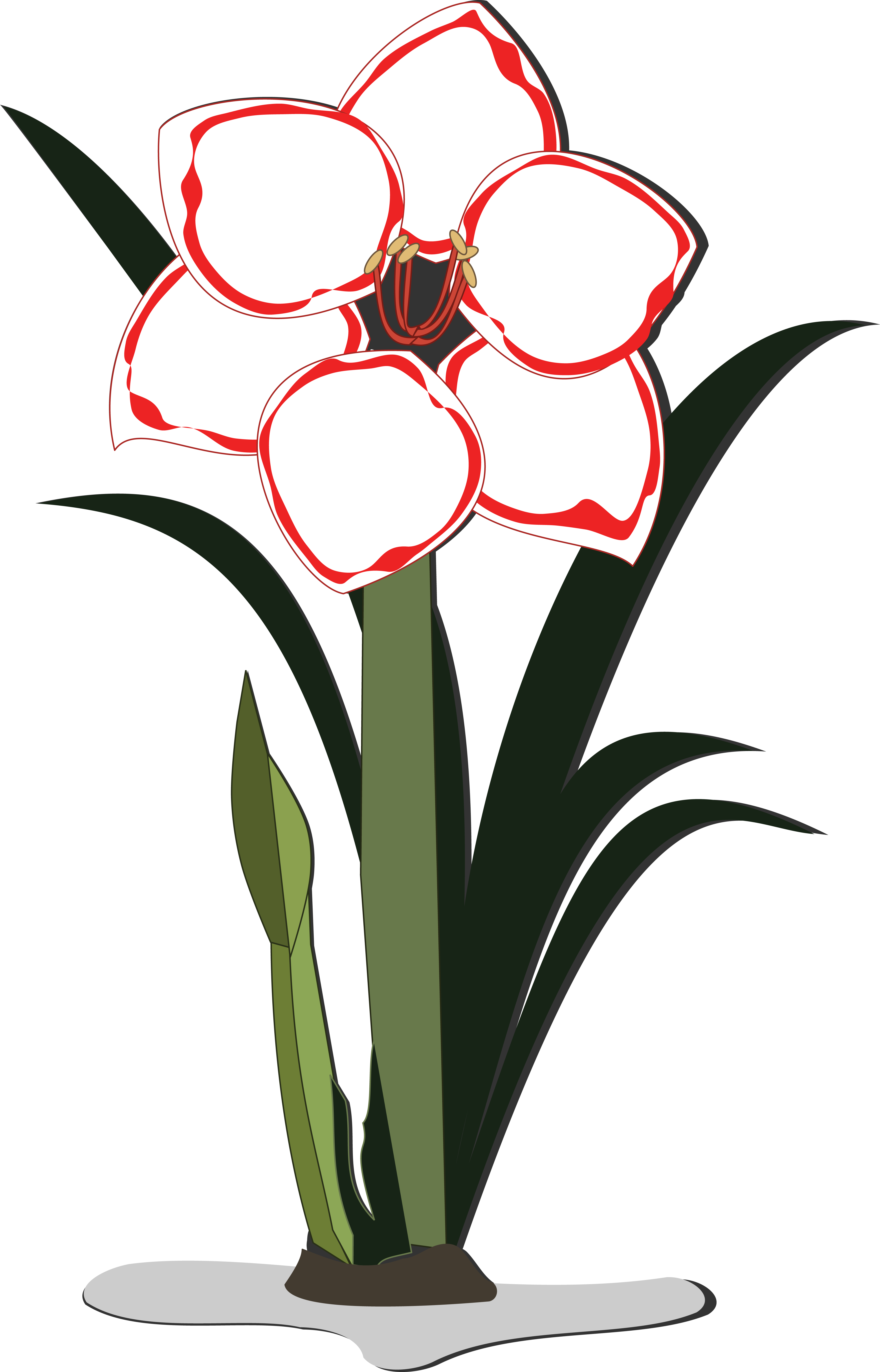 Free Clipart Of An Amaryllis Flower - Amaryllis Flower Cartoon (4000x6233)