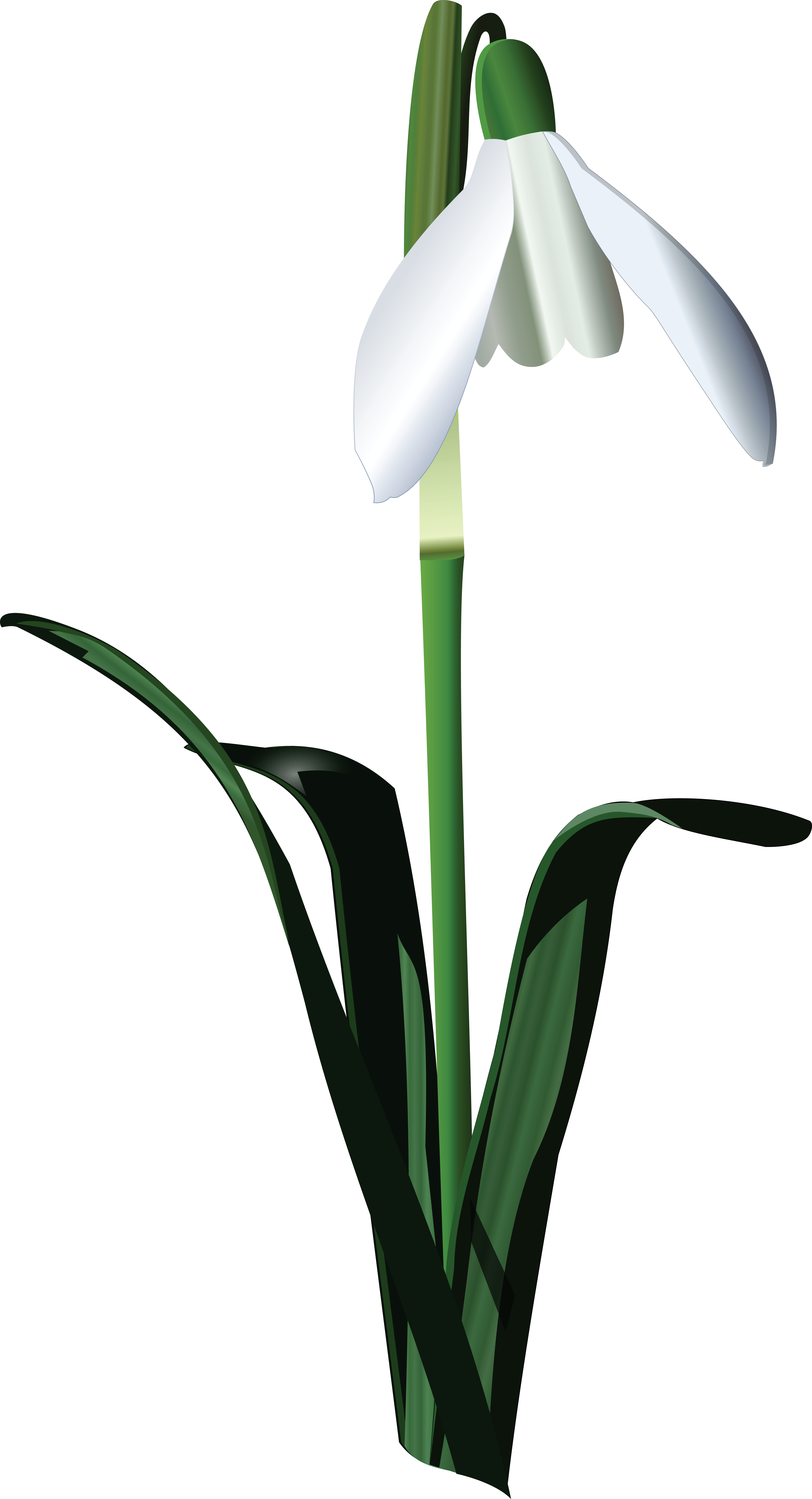 Free Clipart Of A Snowbell Flower - Snowbell Clipart (4000x7382)