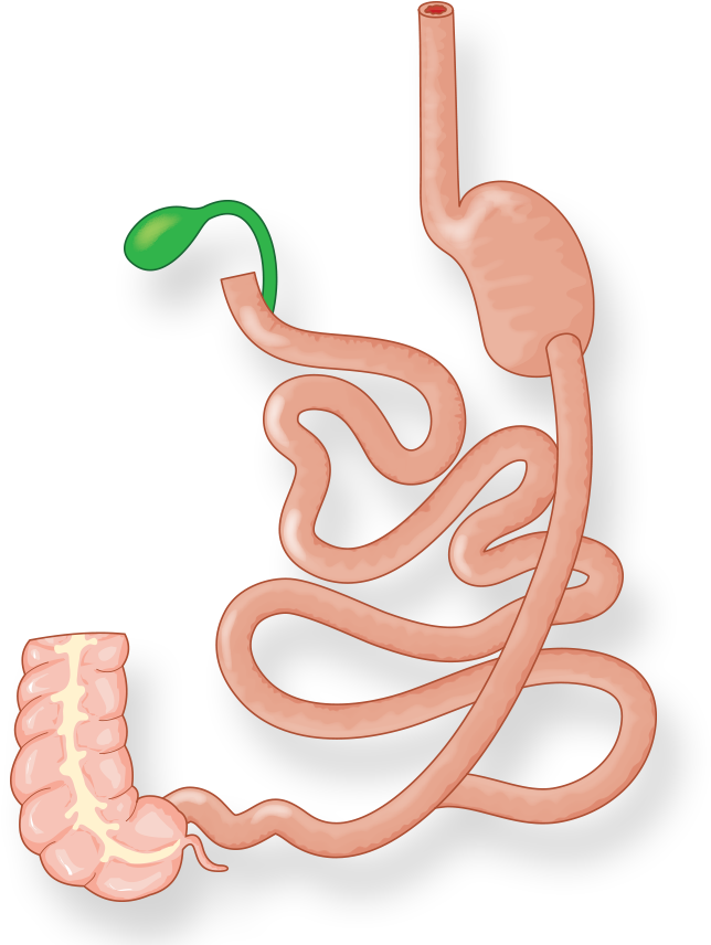 Illustration Of Intestines And Stomach After Duodenal - Illustration Of Intestines And Stomach After Duodenal (808x972)