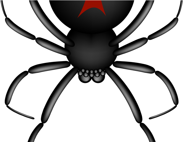 Black Widow Clipart Baby Spider - Black Widow Clipart Baby Spider (640x480)