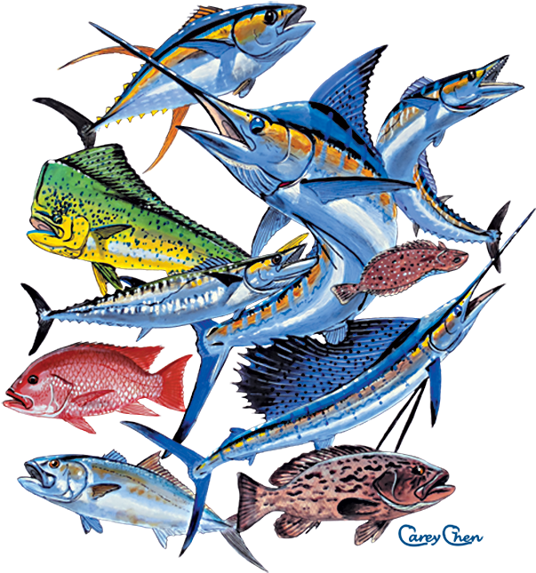 Saltwater Fish Collage - Saltwater Fish Collage (675x675)