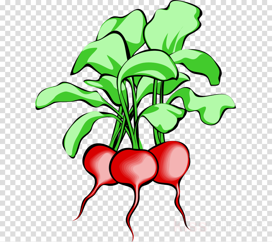Beets Clipart Beetroot Sugar Beet Clip Art - Beets Clipart Beetroot Sugar Beet Clip Art (900x800)