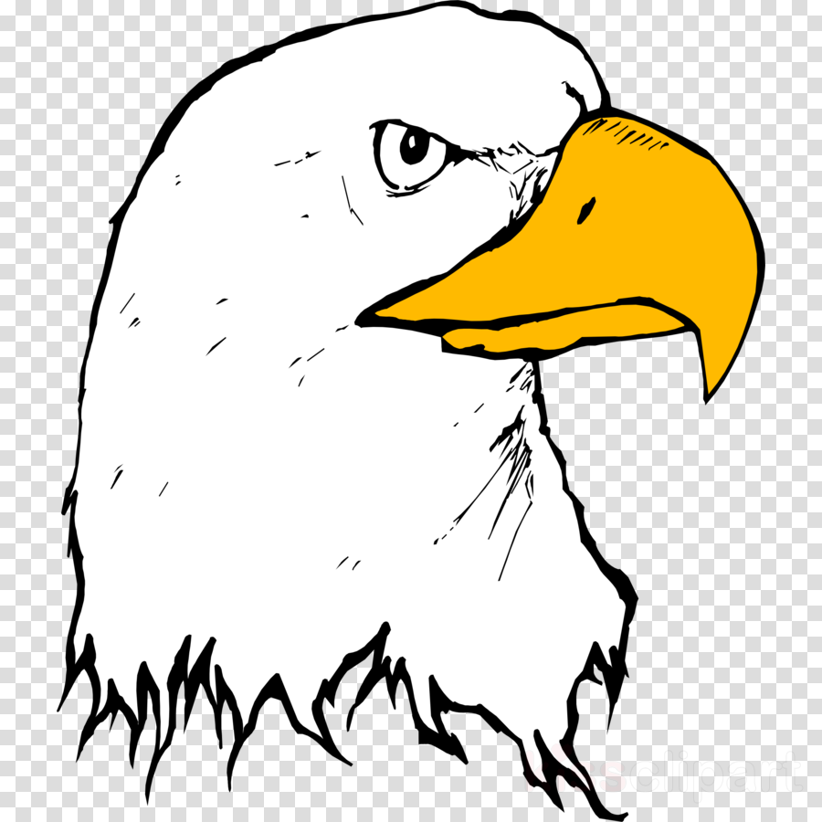 Eagle Beak Clipart Bald Eagle Clip Art - Eagle Beak Clipart Bald Eagle Clip Art (900x900)