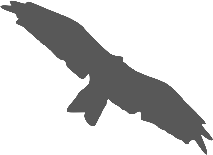 Bird Beak Silhouette Black And White Flight - Bird Beak Silhouette Black And White Flight (1000x750)