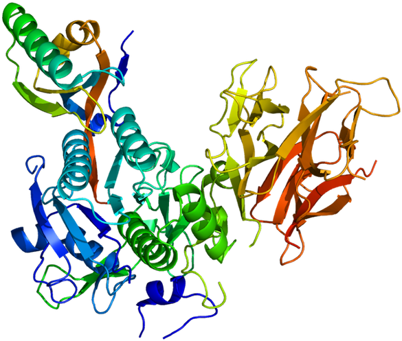 Levels In The Blood By Decreasing The Amount Of A Receptor - Levels In The Blood By Decreasing The Amount Of A Receptor (620x532)