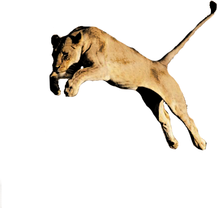 Lion Png Image Hd - Lion Png Image Hd (650x423)