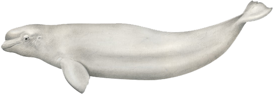 Noaa Fisheries - Noaa Fisheries (640x427)