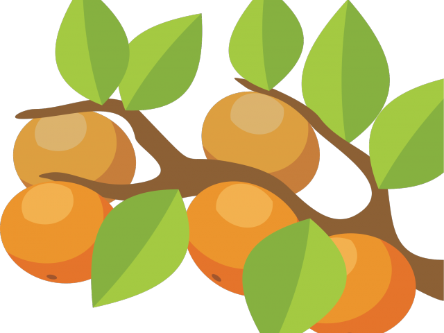 Orange Fruit Clipart Orange Tree - Orange Fruit Clipart Orange Tree (640x480)