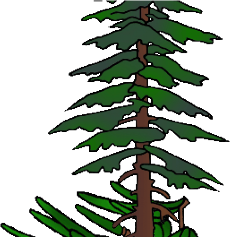 Fir Tree Clipart Hemlock Tree - Fir Tree Clipart Hemlock Tree (640x480)