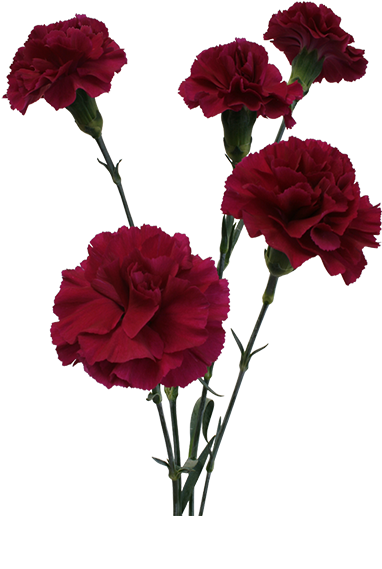 Carnation Flower Clipart - Carnation Flower Clipart (600x600)