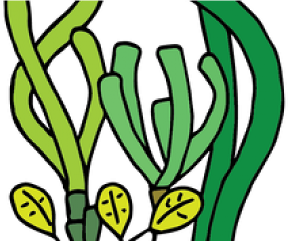 Coral Reef Clipart Seagrass - Coral Reef Clipart Seagrass (576x481)