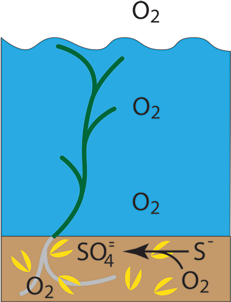 Sea Grass And Clams - Sea Grass And Clams (470x627)