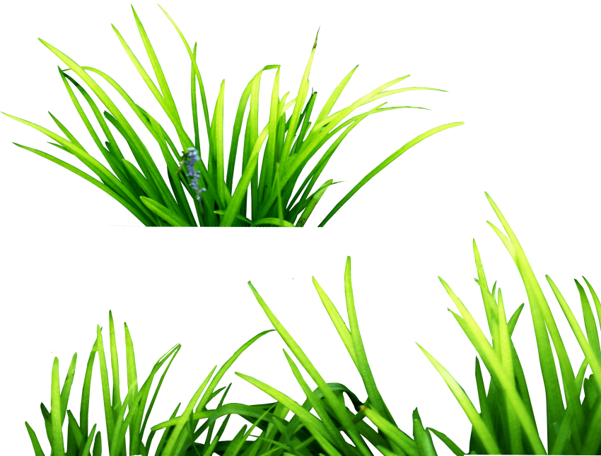 Free Png Download Grass Clipart Png Photo Png Images - Free Png Download Grass Clipart Png Photo Png Images (850x645)