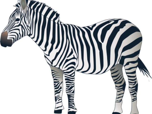Drawn Zebra Zabra - Drawn Zebra Zabra (640x480)