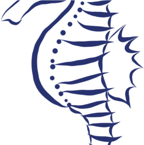 Seahorse Clipart Trippy - Seahorse Clipart Trippy (640x480)