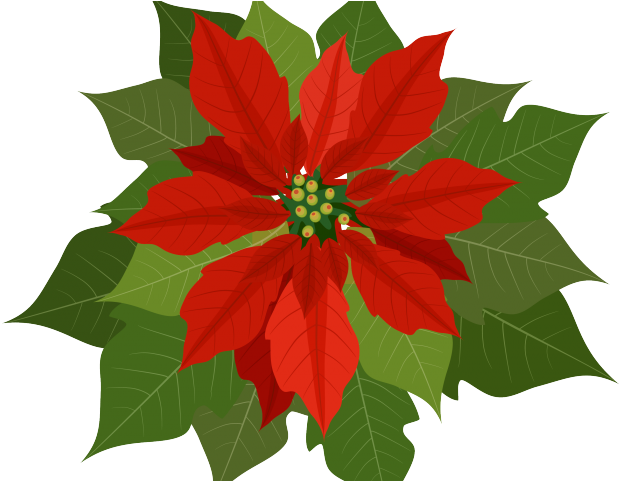 Free Clipart Poinsettia - Free Clipart Poinsettia (640x480)