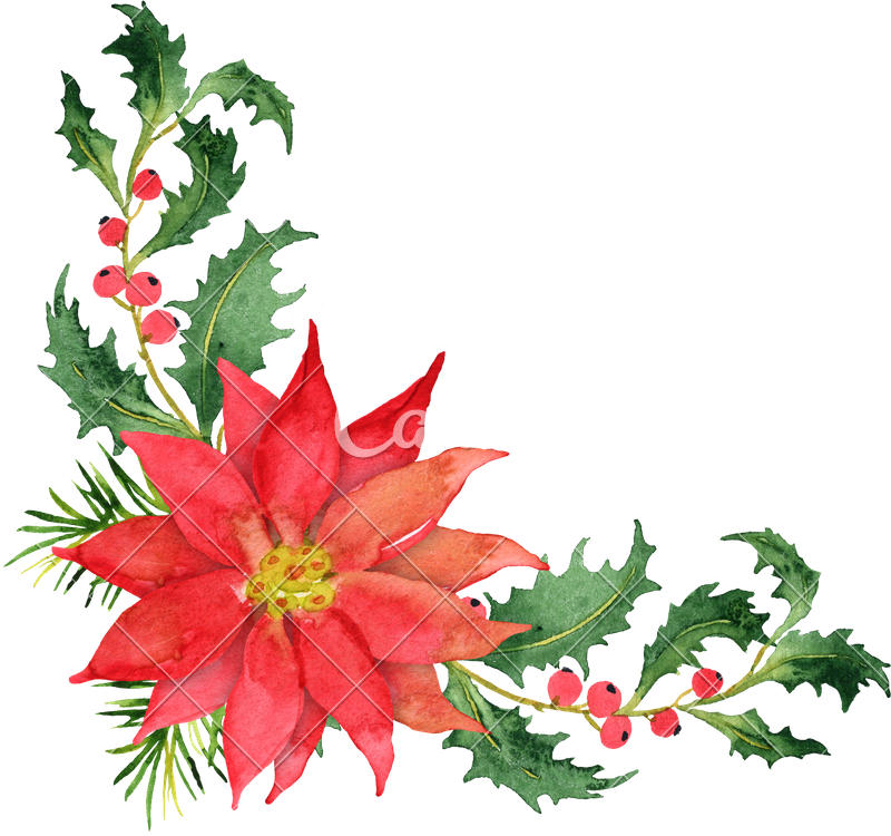 Christmas Bouquet With Poinsettia And Berries - Christmas Bouquet With Poinsettia And Berries (800x750)