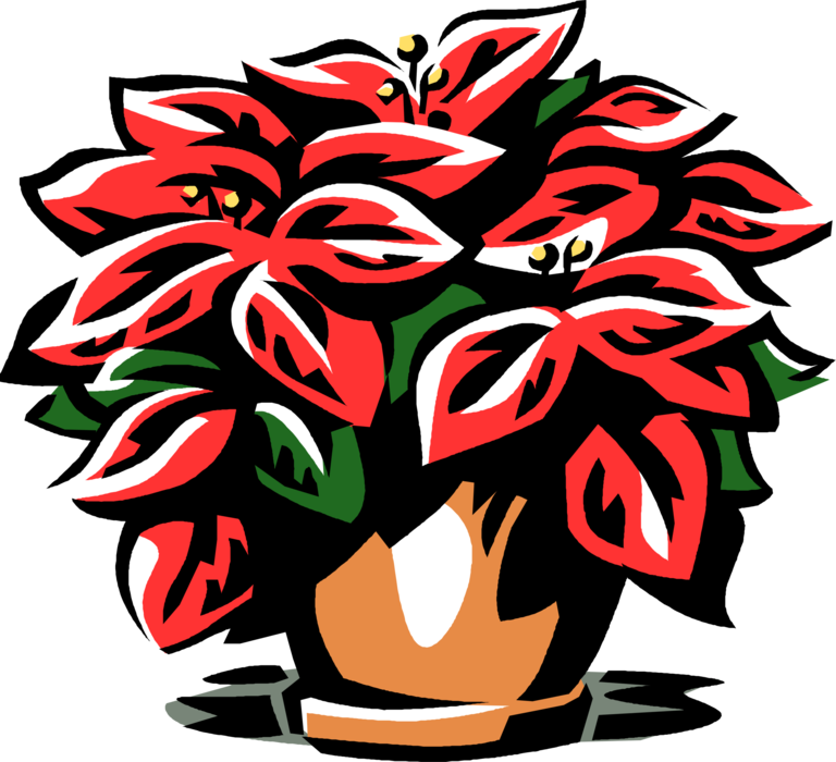 Vector Illustration Of Poinsettia Traditional Christmas - Vector Illustration Of Poinsettia Traditional Christmas (768x700)