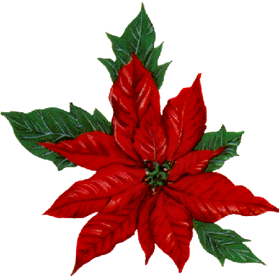 Tube De Noel Christmas Poinsettia, Christmas Home, - Tube De Noel Christmas Poinsettia, Christmas Home, (399x414)
